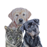 3 huisdieren