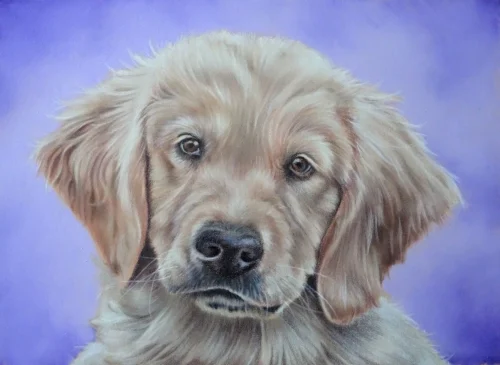 Golden Retriever - paars